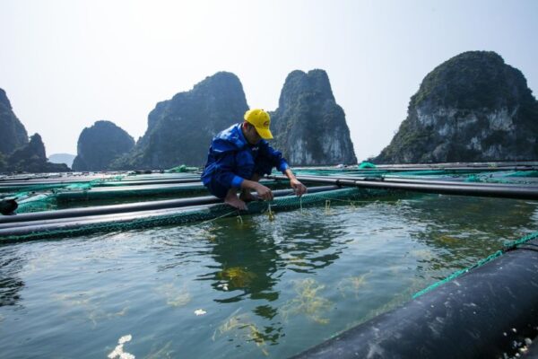 Trichloroisocyanuric Acid-1