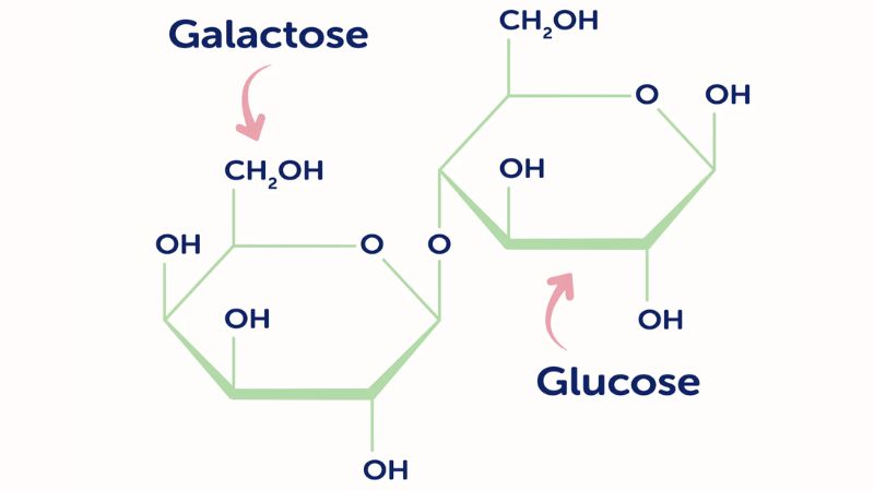 Lactose Là Chất Gì