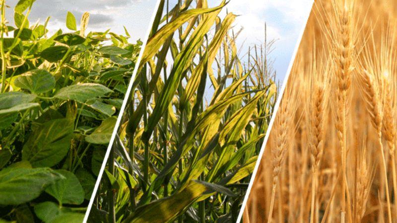 Sodium Dihydrogen Phosphate-1