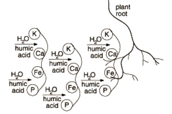 2-axit-humic-tinh-chat