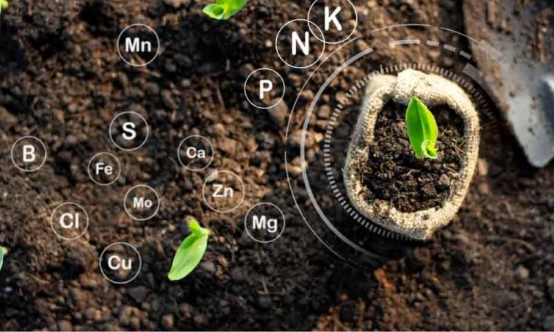 Các Loại Phân Bón Hữu Cơ