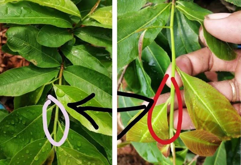 Cách Xử Lý Cây Bị Ngộ độc đạm