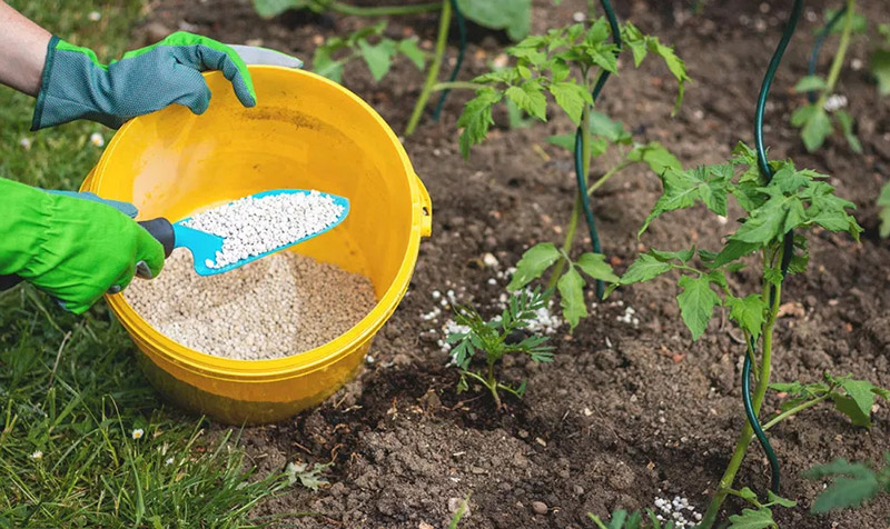 Cây Ngộ độc đạm