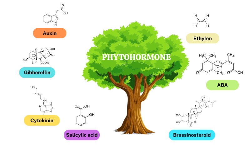 Chất điều Hoà Sinh Trưởng Là Gì