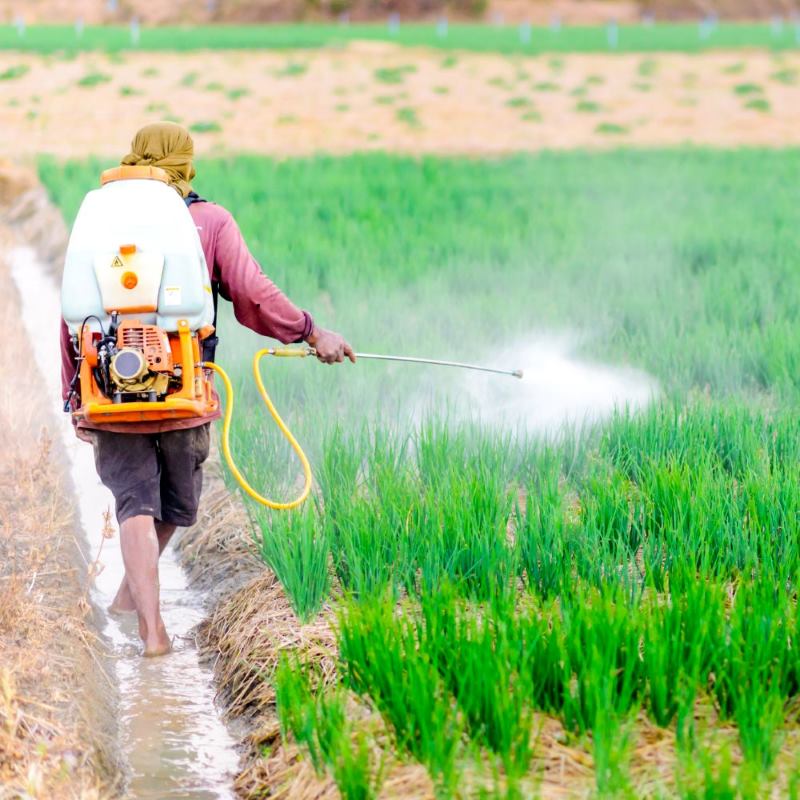 Chất điều Hòa Sinh Trưởng