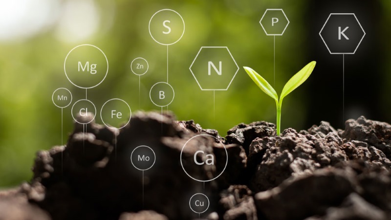 Nguyên Tắc Sử Dụng Chất điều Hòa Sinh Trưởng