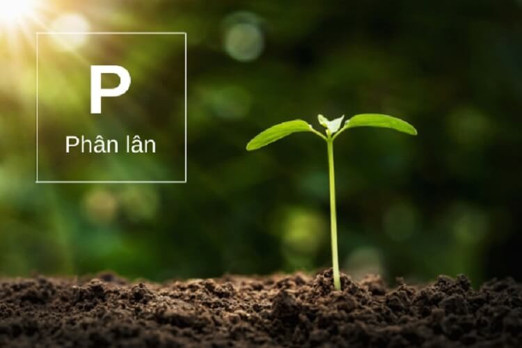 Tác Dụng Của Phân Lân
