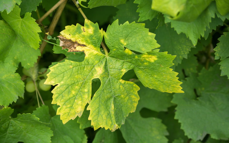 Các Loại Phân Vi Lượng