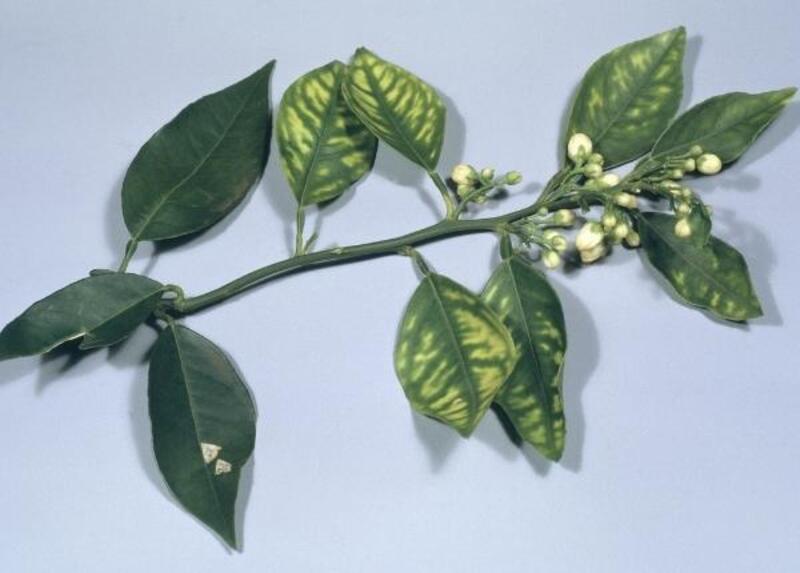 Cây Bị Ngộ độc Npk