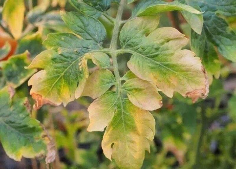 Cơ Chế Ngộ độc Npk