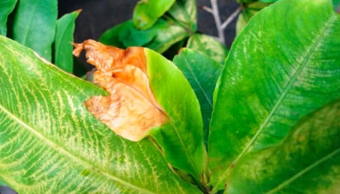 Dấu Hiệu Ngộ độc Npk