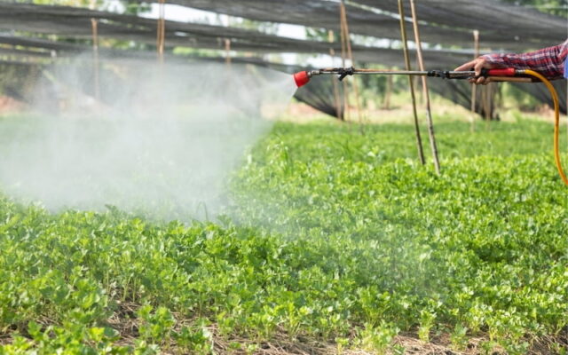 Phan-bon-la-giup-bo-sung-nhanh-chat-dinh-duong