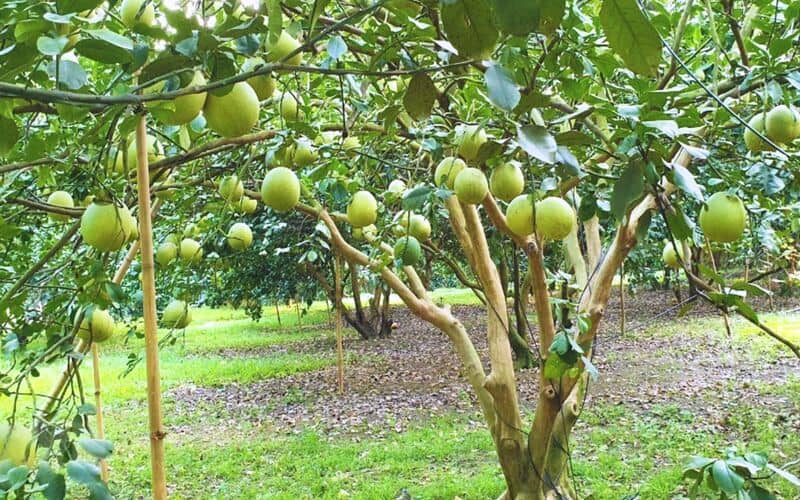 Phân Vi Lượng Bón Gốc