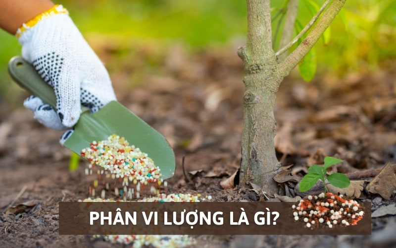 Phân Vi Lượng Là Gì