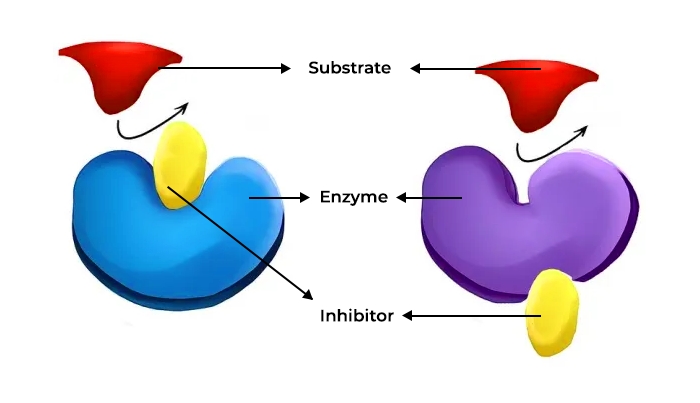 Enzyme Là Gì