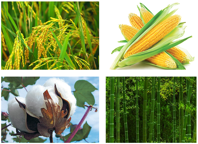 Khái Niệm Polymer